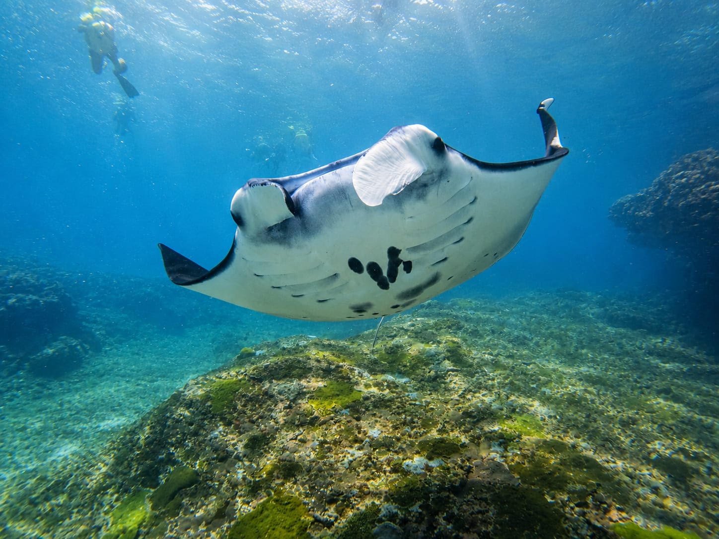 Nusa Penida Manta Ray Snorkeling Tour