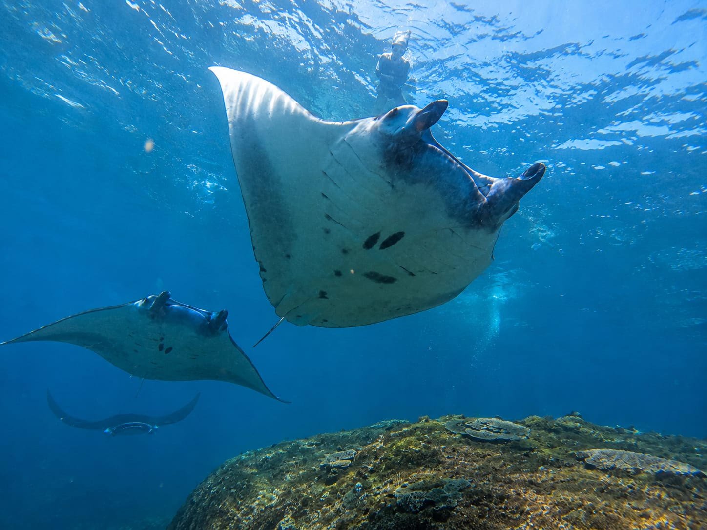 Nusa Penida Manta Ray Snorkeling Tour
